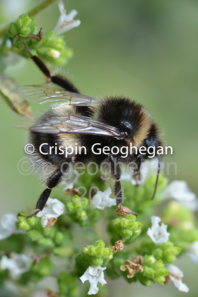 Buff tailed bumblebee - bombus terrestris,  worker