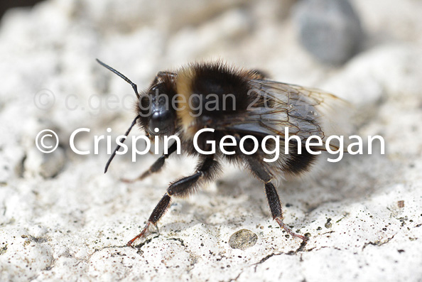 Buff tailed bumblebee - bombus terrestris,  worker  Cornwall;