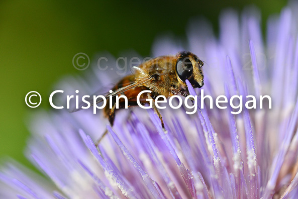 Eristalis tenax, drone fly - Cornwall