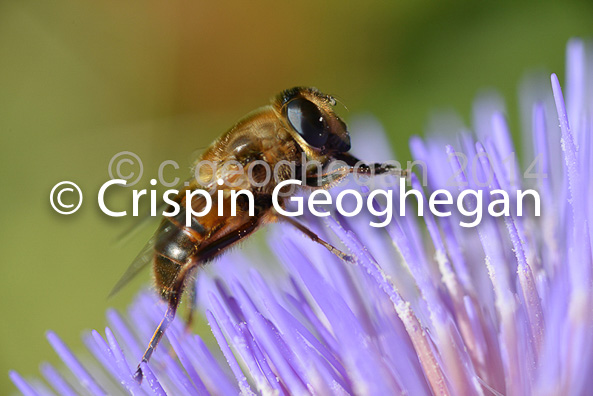 Eristalis tenax, drone fly Cornwall