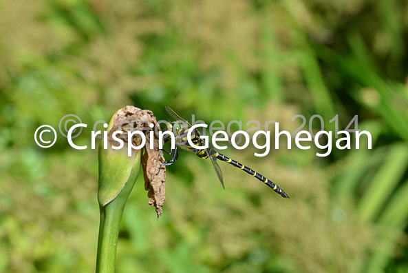 Golden-ringed Dragonfly Cordulegaster boltonii  (Male) 