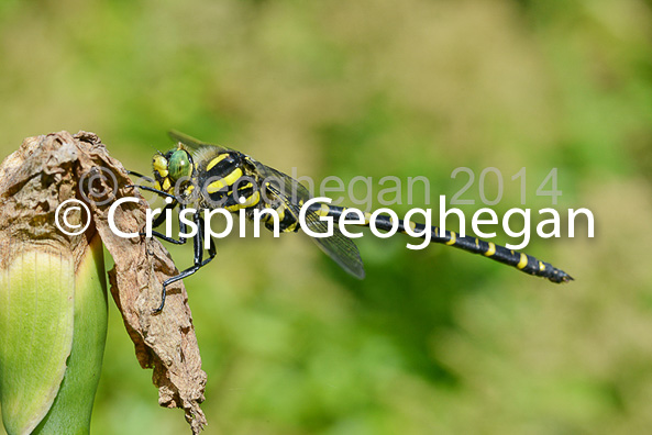 Golden-ringed Dragonfly Cordulegaster boltonii  (Male) 