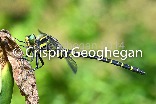 Golden-ringed Dragonfly Cordulegaster boltonii  (Male)   Cornwall;