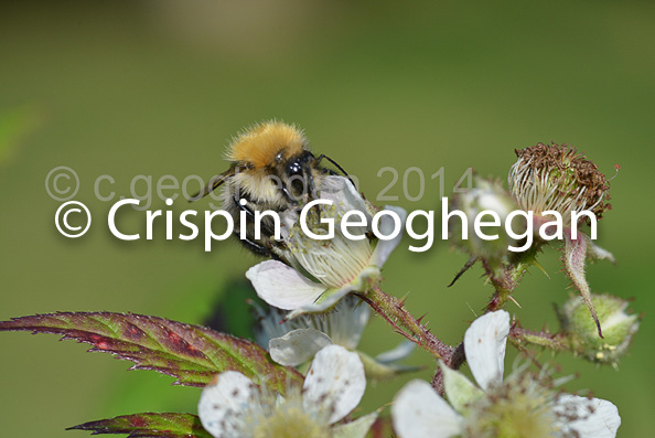 Bombus hypnorum (male) tree bumblebee  Cornwall