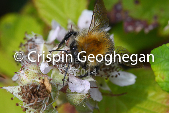 Common Carder Bumblebee, bombus pascuorum  Cornwall