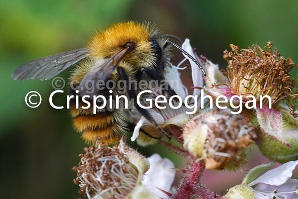 Common Carder Bumblebee, bombus pascuorum