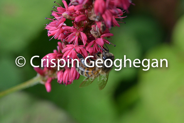 Apis mellifera, honeyu bee, on polygonum flowers, Cornwall