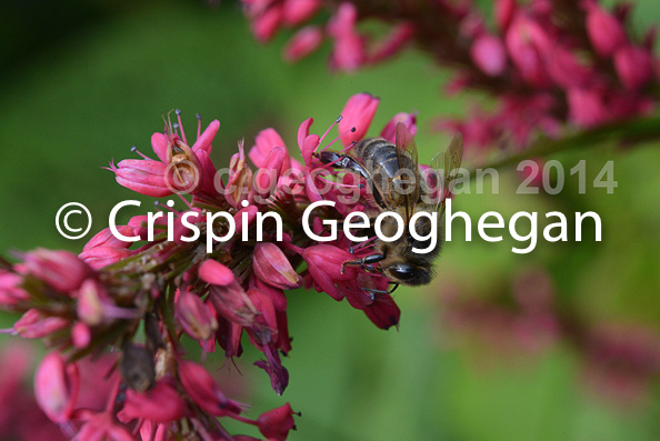 Apis mellifera, honey bee, on polygonum flowers, Cornwall