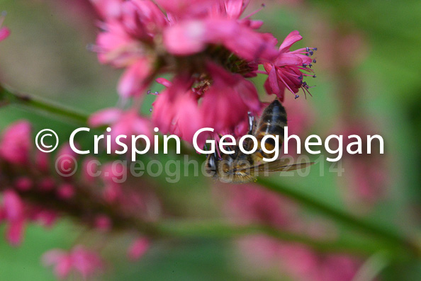 Apis mellifera, honeyu bee, on polygonum flowers, Cornwall