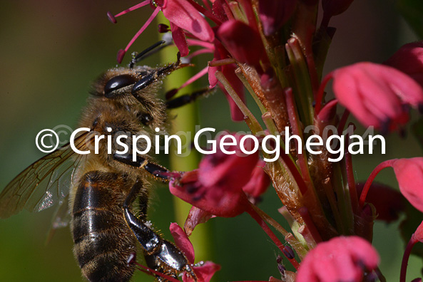 Apis mellifera, honeyu bee, on polygonum flowers, Cornwall