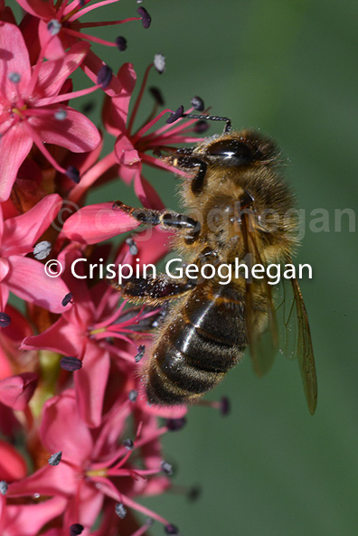 Apis mellifera, honeyu bee, on polygonum flowers, Cornwall