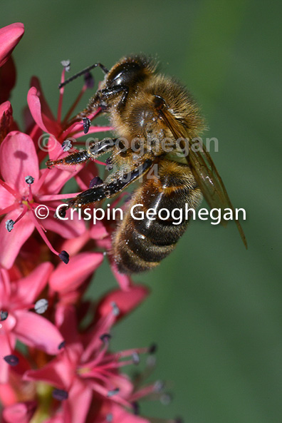 Apis mellifera, honeyu bee, on polygonum flowers, Cornwall