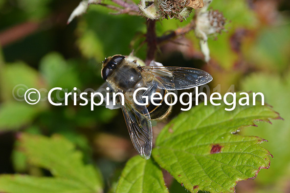 Common Drone Fly - Eristalis tenax