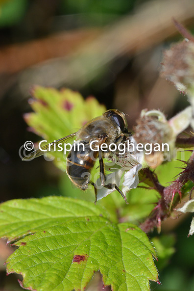 Common Drone Fly - Eristalis tenax