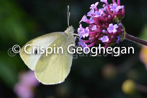 Small White, Pieris rapae