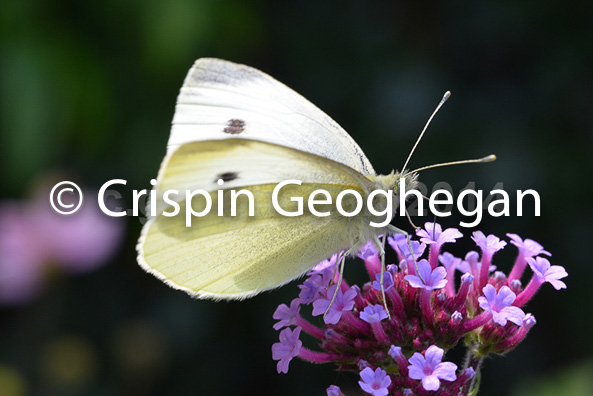 Small White, Pieris rapae