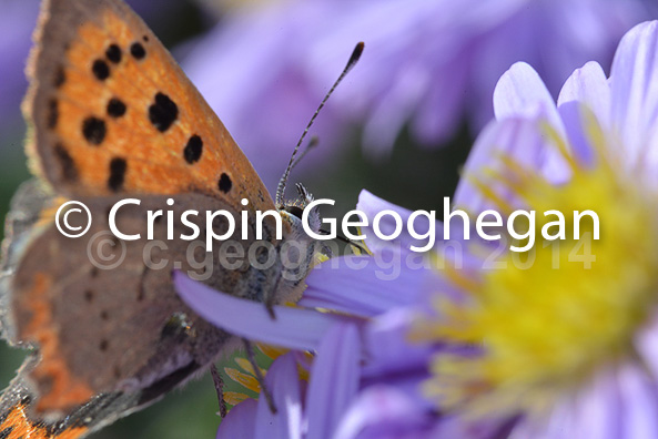 feeding, Small, or Common Copper (Lycaena phlaeas)