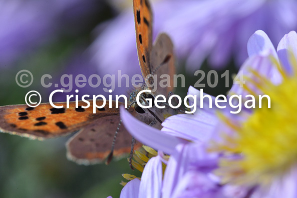 feeding, Small, or Common Copper (Lycaena phlaeas)