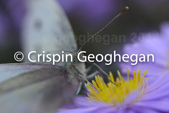 feeding, Small White, Pieris rapae