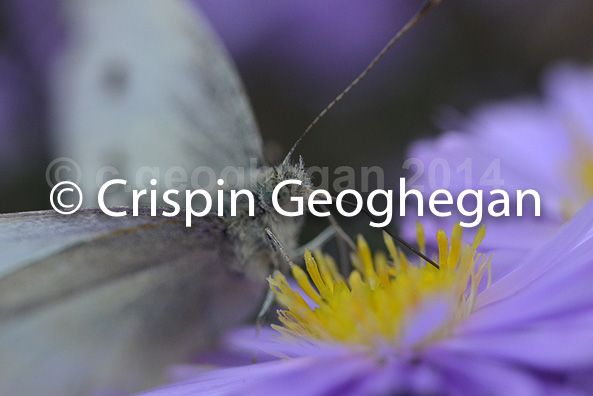 feeding, Small White, Pieris rapae