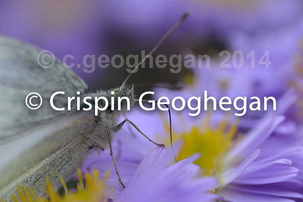 feeding, Small White, Pieris rapae