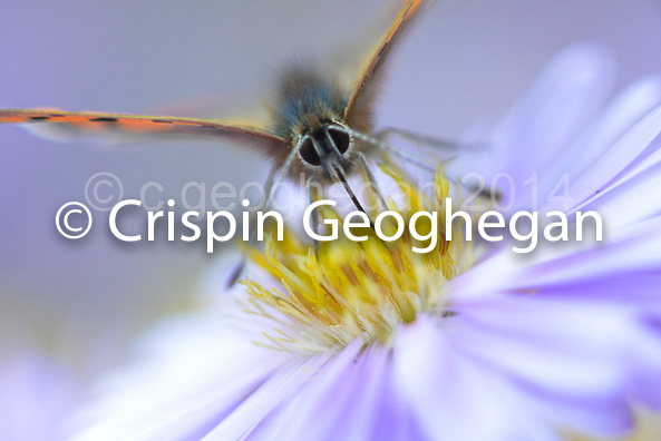 Small, or Common Copper (Lycaena phlaeas)