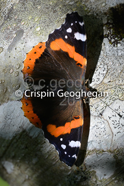 warming in the Autumn sun, Red Admiral, Vanessa atalanta