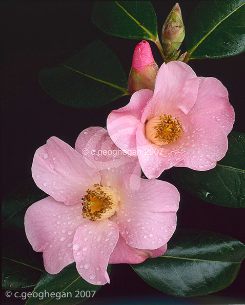 Camellia J.C.Williams