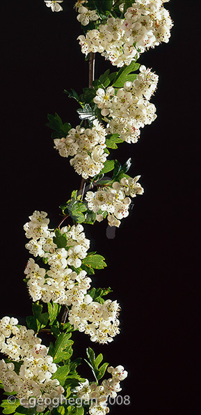 Hawthorn Flowers