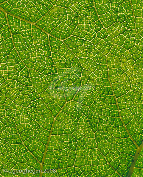 Gunnera Manicata leaf veins