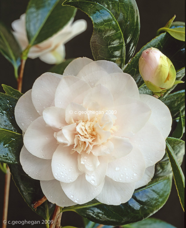 Camellia Hope