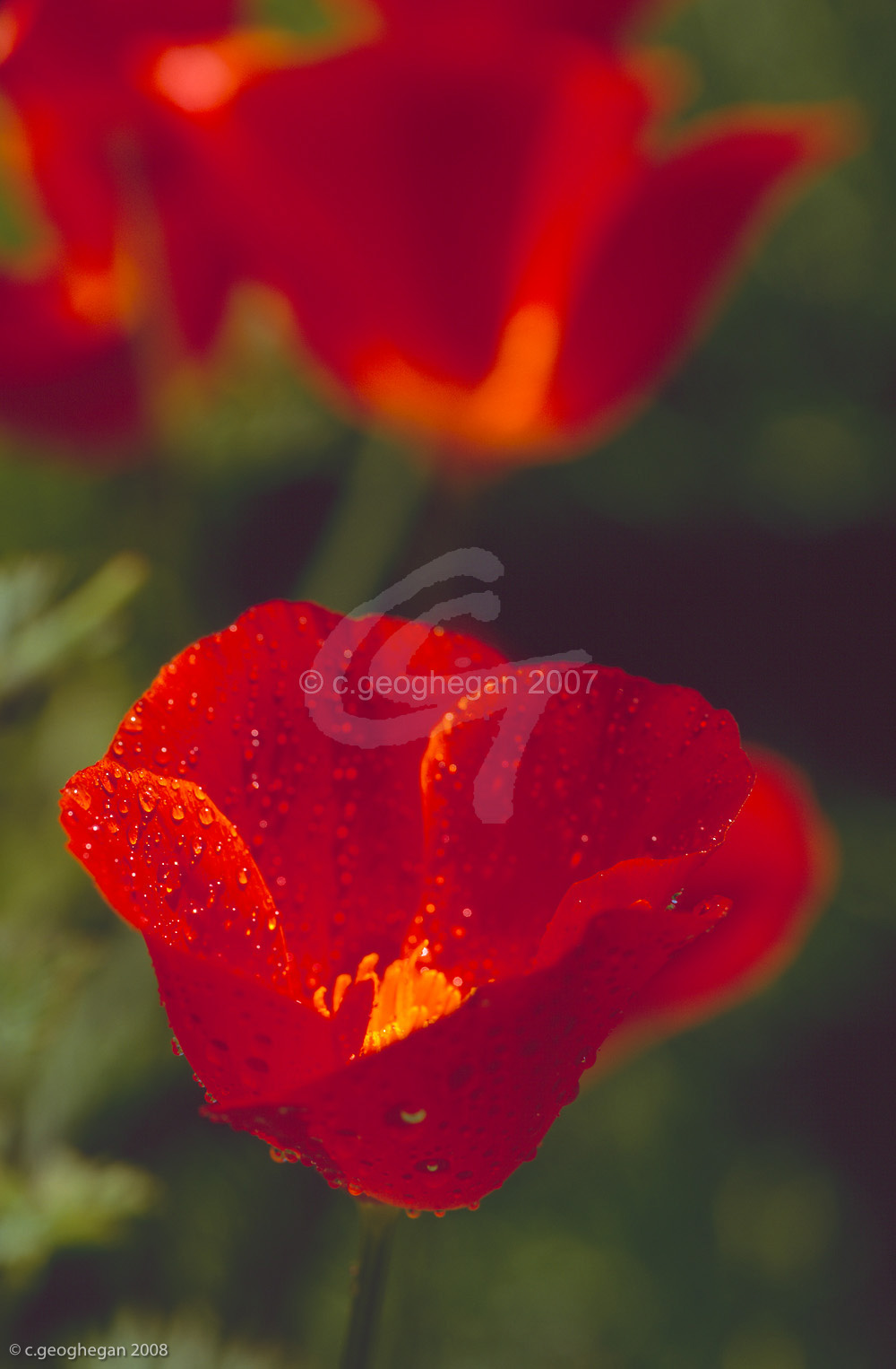 Californian Poppy