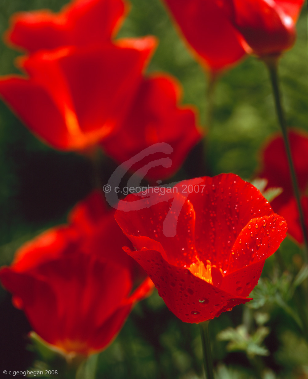 Californian Poppies