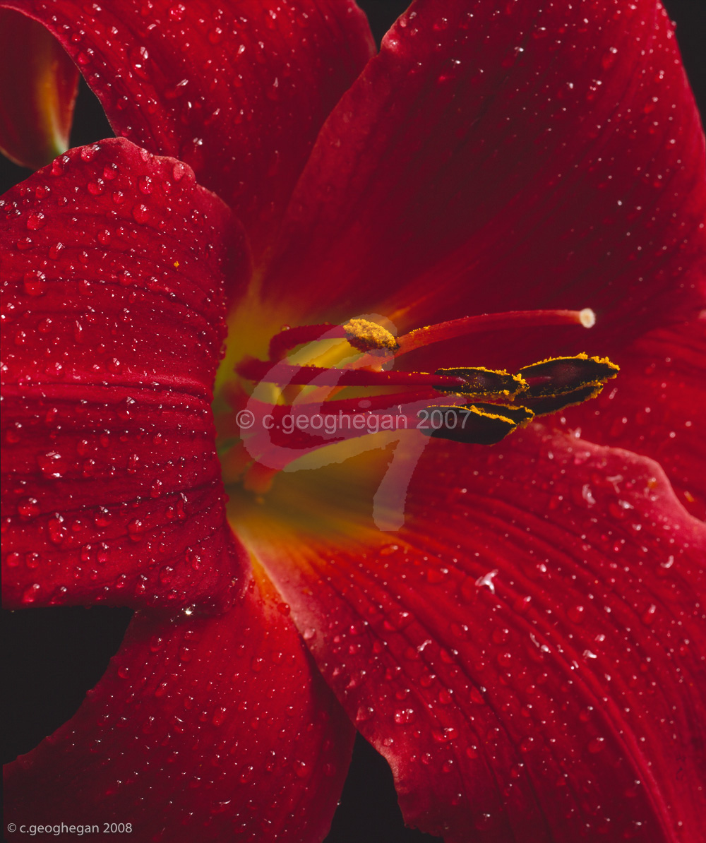 Day Lily