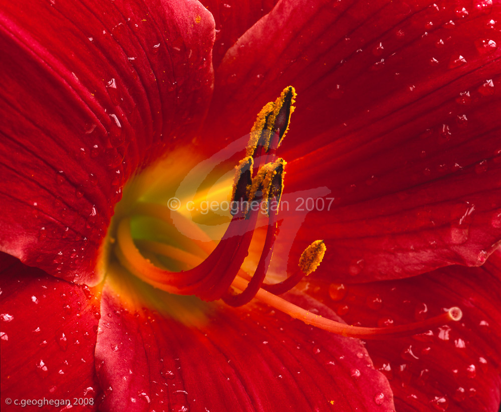 Hemerocallis