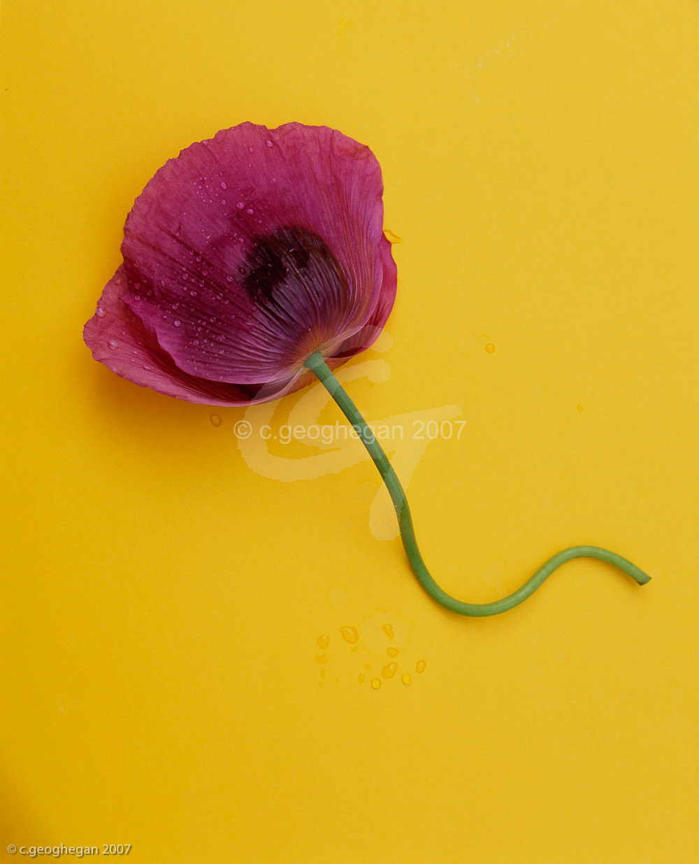 Poppy on Yellow