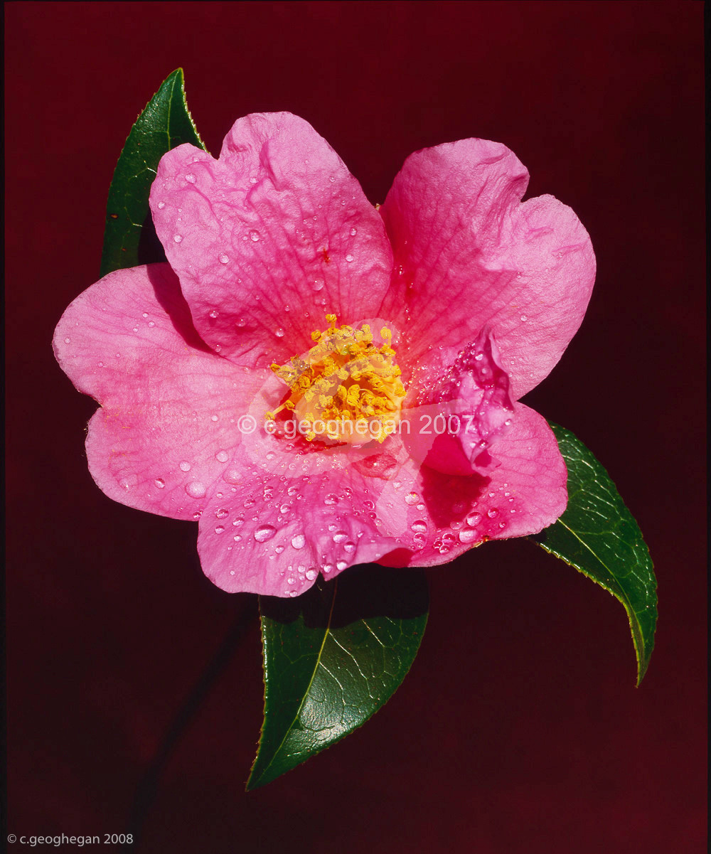 Camellia