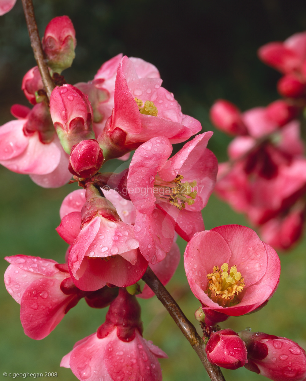 Flowering Quince, chaenomeles japonica