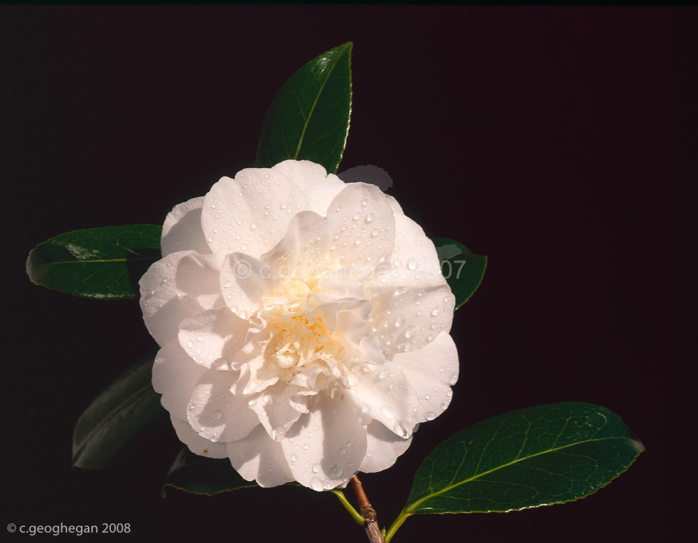 Hope, camellia