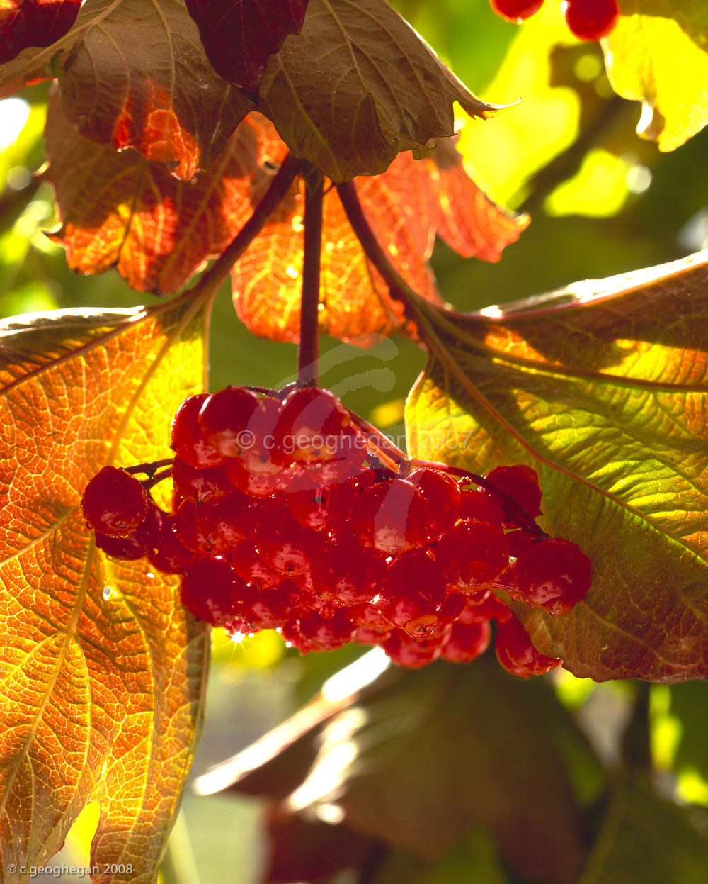 Viburnum opulus