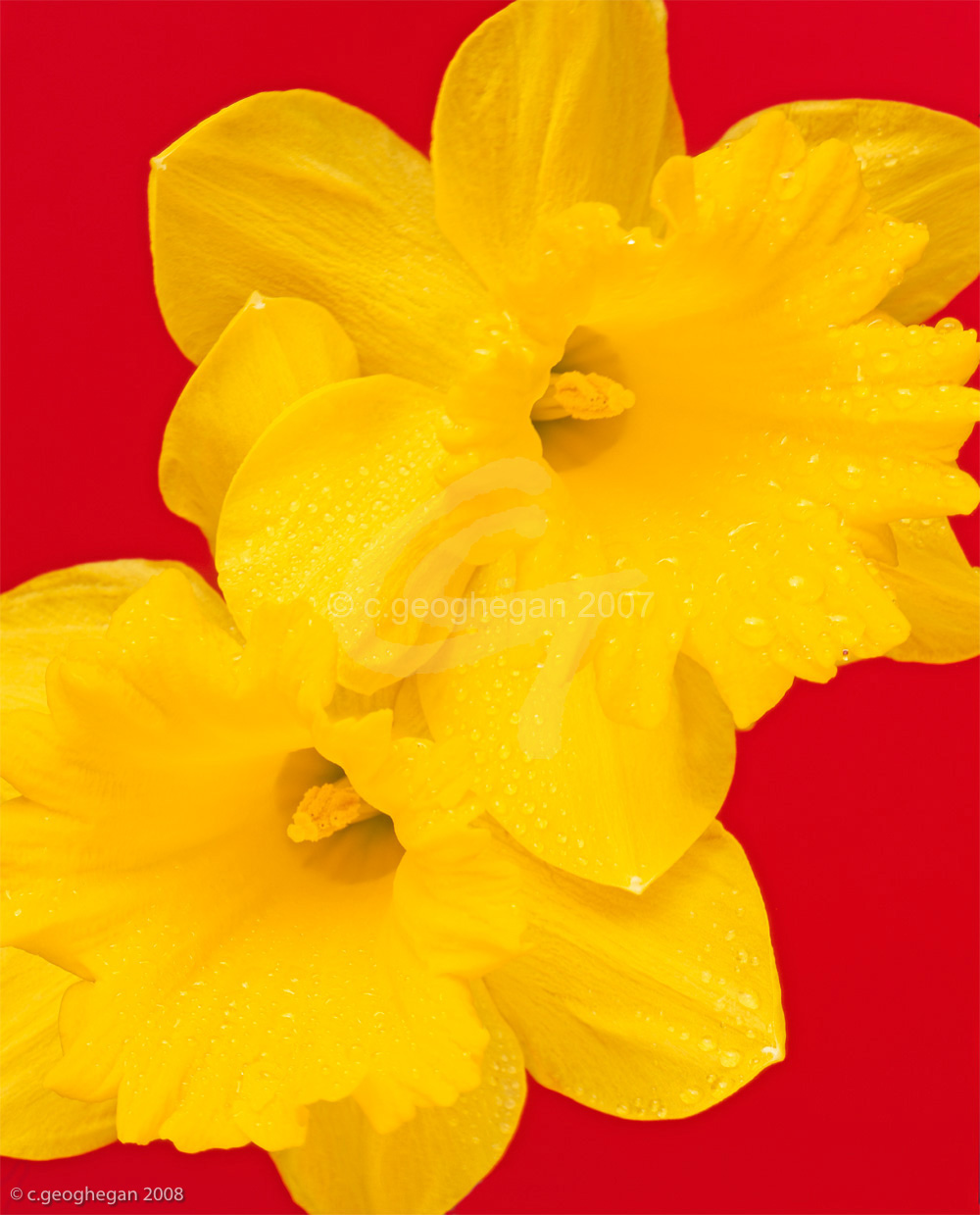 Daffodil Red