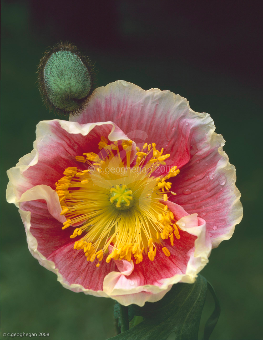 Iceland Poppy 