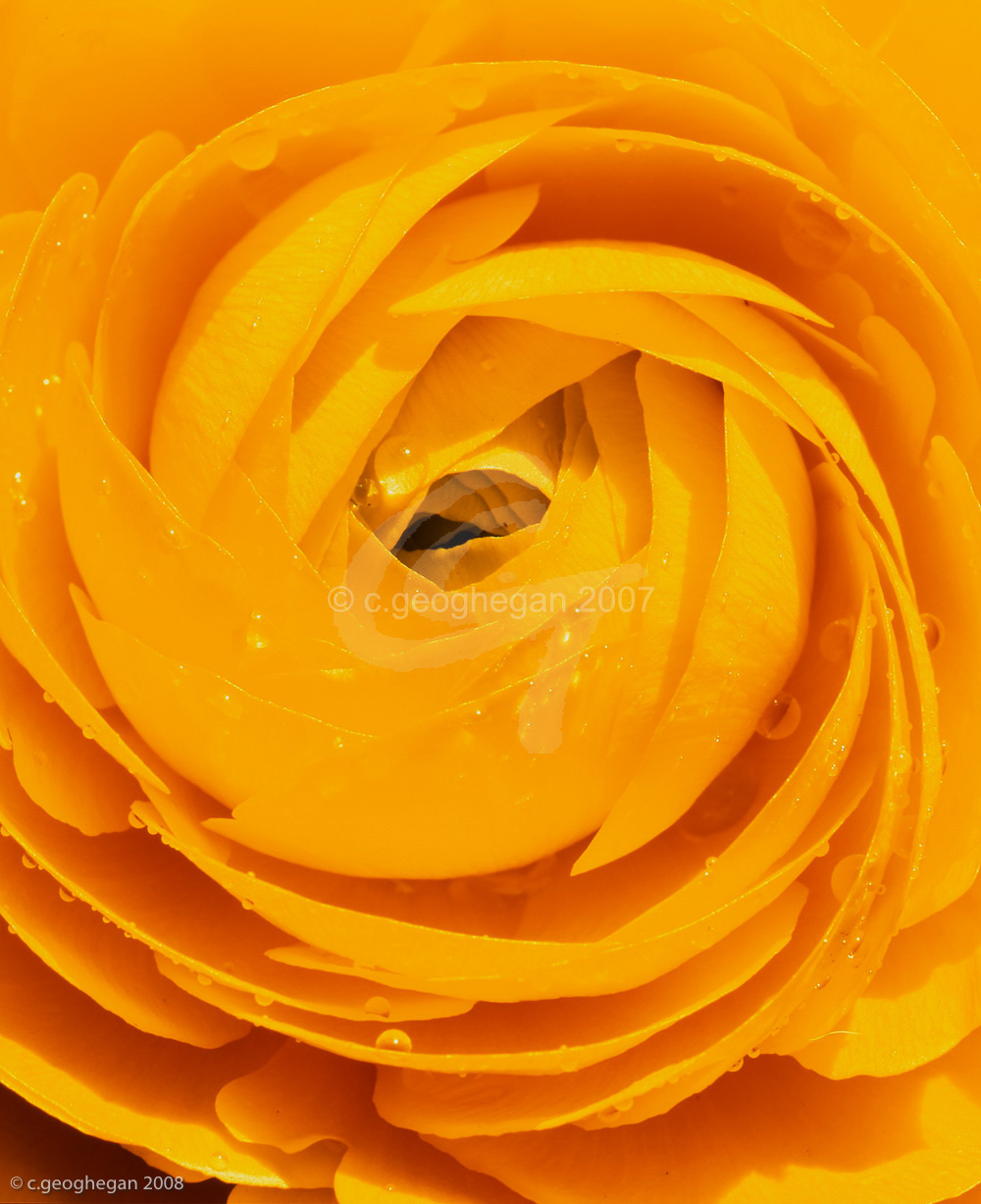 Yellow Ranonculus