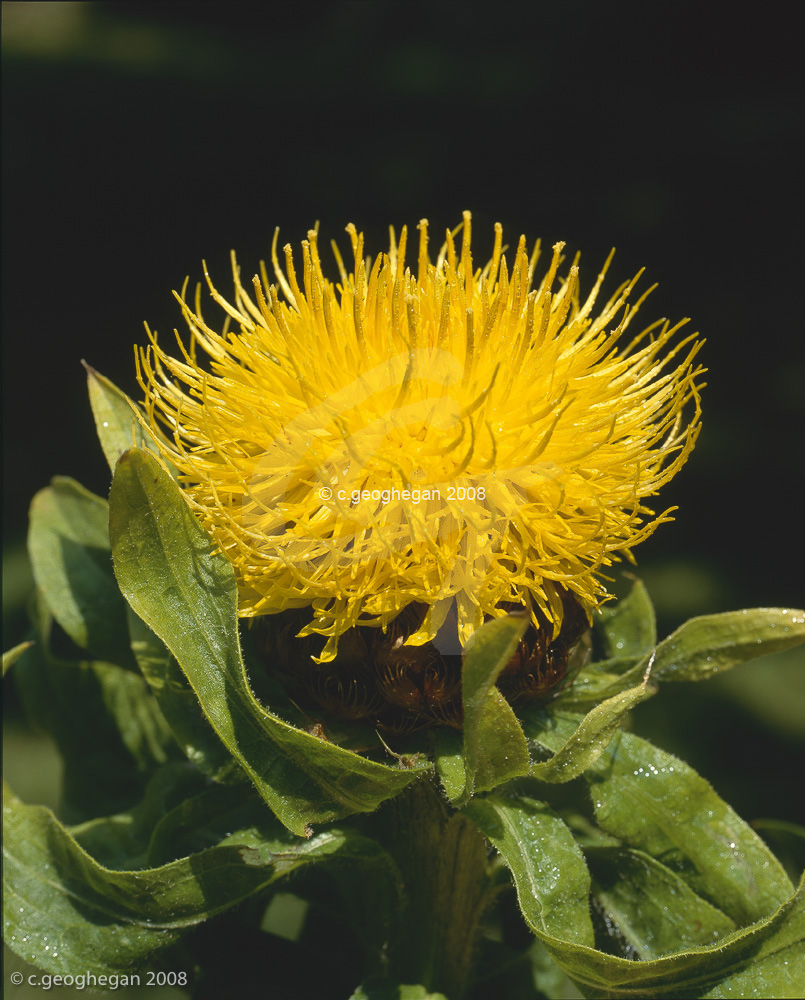 centaurea macrocephala 