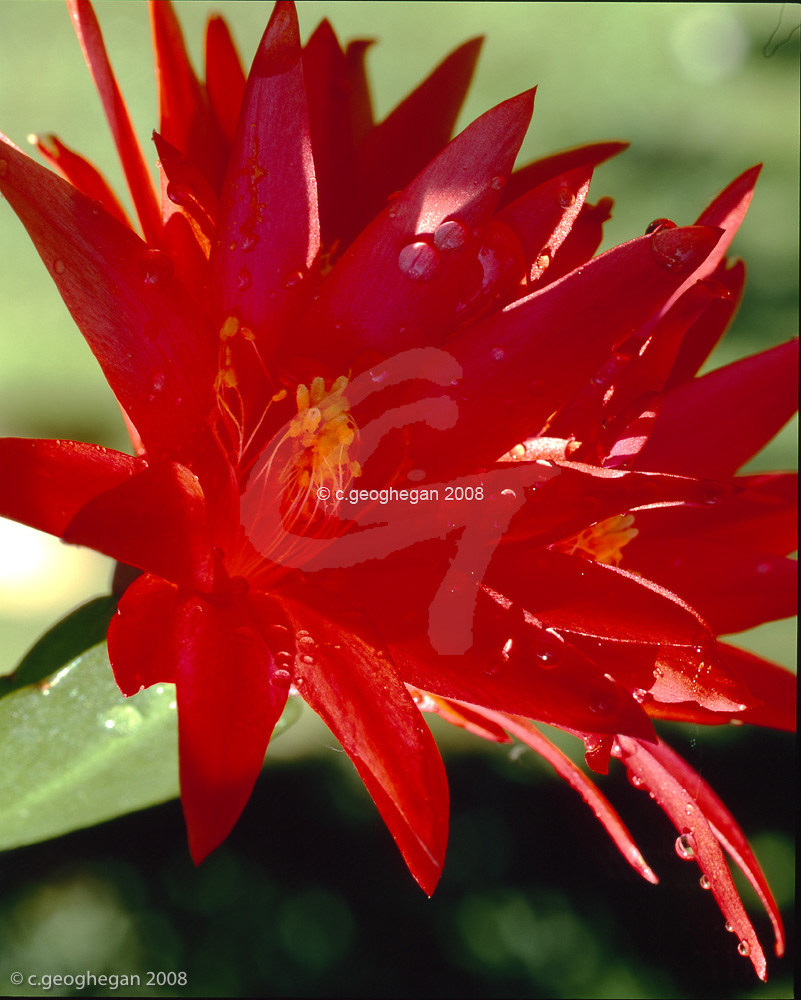 Red Christmas Cactus