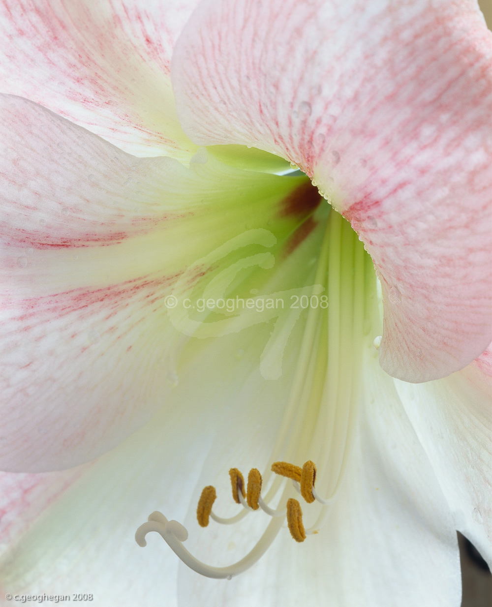 Pink Amaryllis