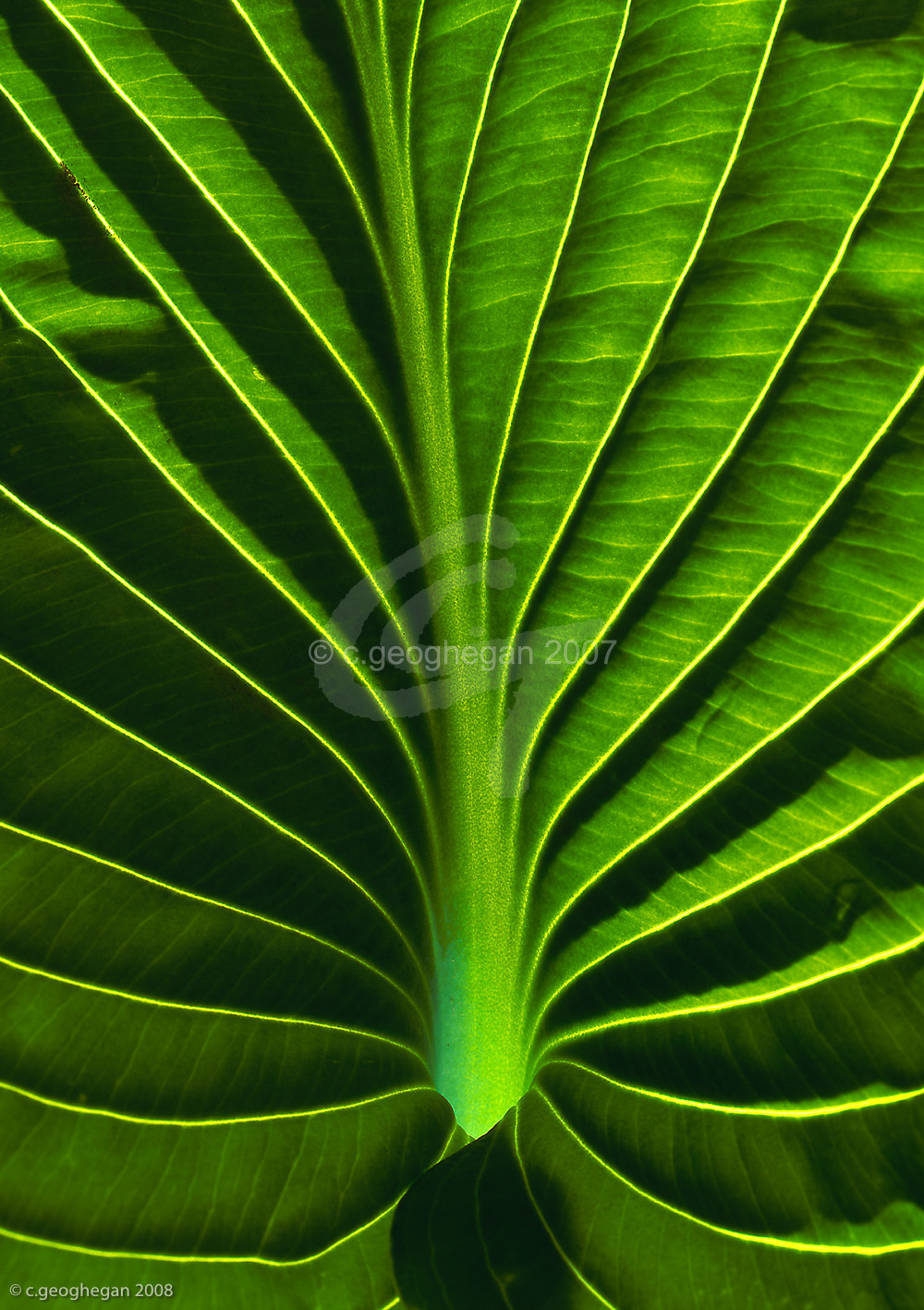 Hosta Leaf 