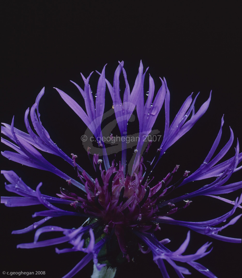 Centaurea