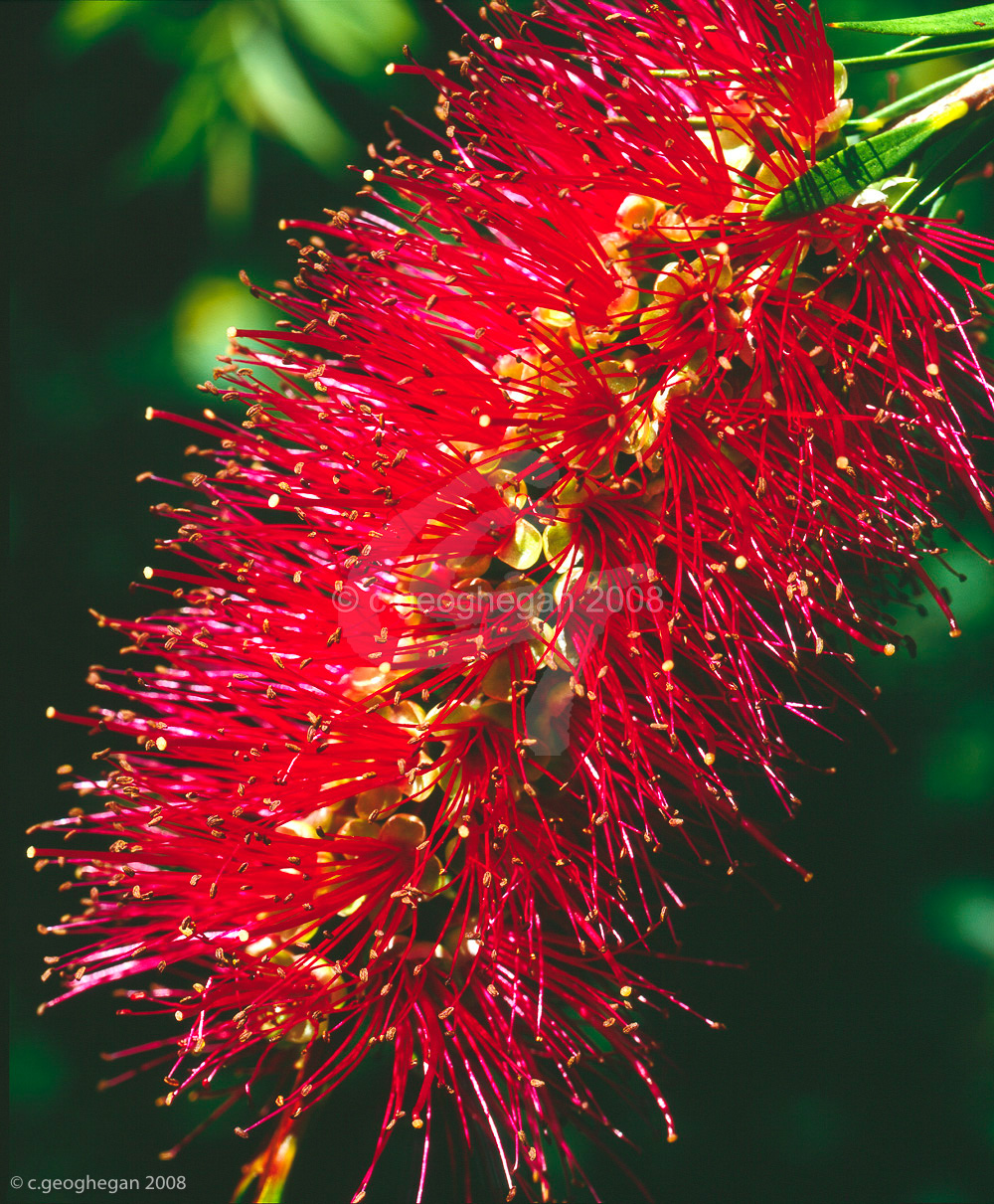 Bottle Brush