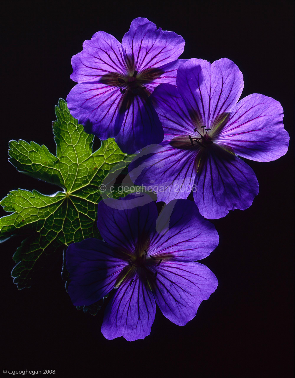 Blue Geranium